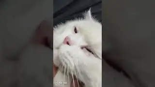 My lazy cat..🥰😂😅 #shorts #cat #snowbell #catlover