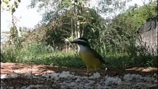 Bem Te Vi no S&iacute;tio dos P&aacute;ssaros - C&acirc;mera de Trilha Mini 301