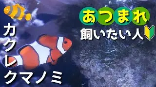 【完全ガイド】初心者でもできるカクレクマノミの飼育方法