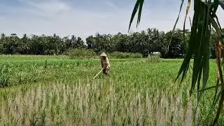 FARMER'S SECRET METHOD: QUICKLY ELIMINATE WEEDS WITH A CREATIVE PUSH TOOL! -Agriculture Farming