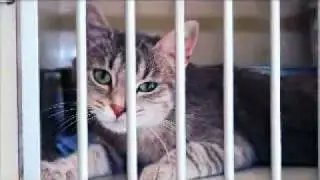 Adopt A Cat Campaign with American Humane