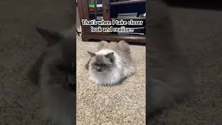 #cat #cats #memes #viral #funny #lol #hi #view #views #view3