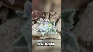 New Plant Species: Wooly Devil 😈
