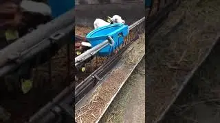 Kaaskoe kalveren genieten