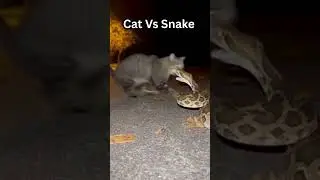No Fear, Just Instinct 🐾#cat #snake #catvssnake #viral #shorts #pets #animals #animalrescue