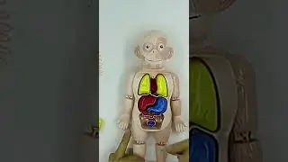 human organs #human #organs