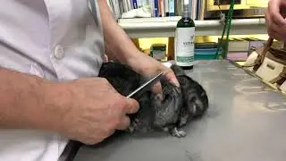 ①毛球症、胃腸機能低下症、2歳、チンチラのゆにちゃんの診察、治療