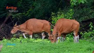 Bantengs: Dinner Before Dark