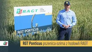 Pszenica RGT Ponticus 🌾💪 Pszenica ozima RAGT #rolnictwo #uprawa #pszenica
