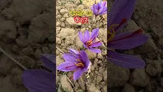 दुनिया का सबसे महंगा मसाला KESAR  ( Golden Spice) #kesar #saffron #shorts #kashmir #kashmirisaffron
