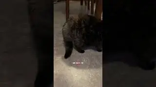 @amanda_panda116 Usually when she gets a puffy tail it's because she has the zoomies #cat 😲