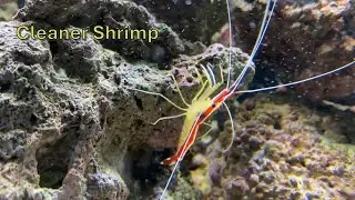 Cleaner Shrimp Care Guide