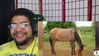 THESE ARE CRAZY!! 10 Crazy Animal Hybrids That Actually Exist