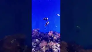 Aqu&aacute;rio gigante, experi&ecirc;ncia incr&iacute;vel.