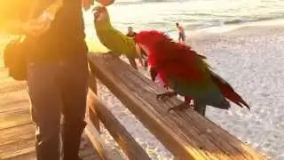 Macaw Parrots Visit the Beach at Naples Pier - Bird Gardens of Naples