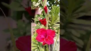 beautiful canna flower😍🥀#viral #song #nature #flower#garden#shorts
