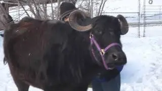 Water Buffalo Pet