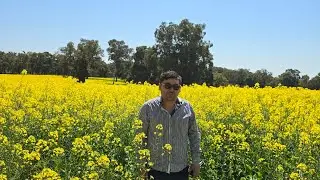 Exploring York Canola fields| western Australia 🇦🇺 