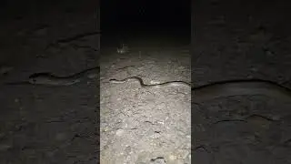King Cobra Release.#kingcobra#wildliferescue#snake#venomus#youtubeshorts#mustang#paython#viper#pubg
