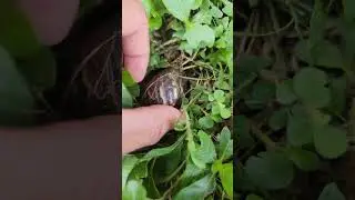 This wild snail is truly amazing. #shortsvideo #animallife #wildanimals #subscribe #nature