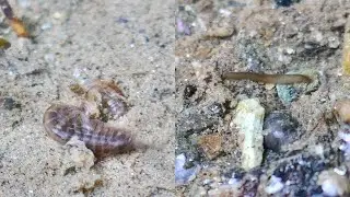 ヨコエビとプラナリア