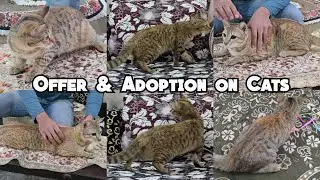 Cats For Adoption | Semi Adult Cats Available  in Talabkatta | Persian Cats | Doll Face | Hyderabad 