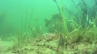 Watch STRIKER react to a YUM or Berkley Crawdad Bait. He turns into THE BOOGY MAN