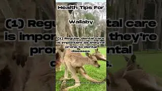 Health Tips for the Wallaby