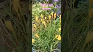Beautiful yellow Lily flowers 💛 #Garden #nature #viral #trending #shorts😍💛
