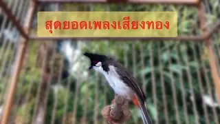 เสียงนกกรงหัวจุกร้องเพลงแม่บทวางคำสวย#Chào mào#Red-whiskered BulbulI  Pycnonotus jocosus#animals