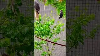 My Mix-birds Aviary 🕊️🦜😍❤️ #shorts #youtubeshorts #parrot #cocktail #lovebirds #budgies #dove