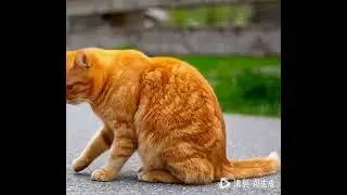 Cat going for a river to take bath with its towel and soap but falls into river