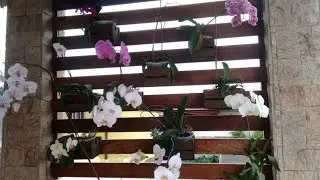 Luminosidade ideal para as orqu&iacute;deas florirem!
