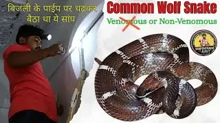 जानिए क्या ये सांप जहरीला होता है ? Common Wolf Snake|| बिजली के पाईप पर चढ़कर बैठा था भेड़िया सांप 
