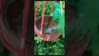 #to make bird food & water stand 🐦🦜🕊️#  art # DIY#youtubeshorts