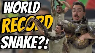 САМЫЕ БОЛЬШИЕ ЗМЕИ В МИРЕ! *ВНИМАНИЕ: УКУС*