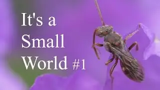 It's a Small World #1 [ Spring 2015 - Nature Macro Footage with Relaxing Nature Sounds ]