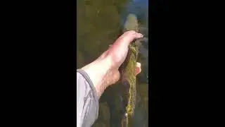 Swift River Rainbow