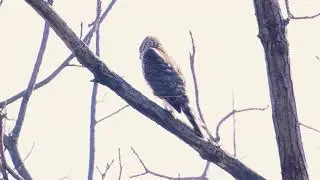 Call of the Eurasian Sparrowhawk
