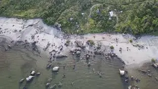 Lockhart River Beach Drone