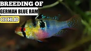 German blue ram cichlid fish Breeding | how to breed German blue ram cichlid.