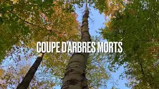 Coupe d&rsquo;arbres morts
