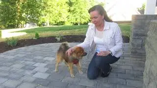 Home Dog Training 101 - Bentley Learns His First Command