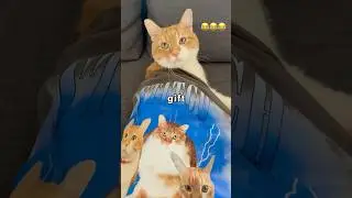 Я удивила свою кошку вот этим&hellip;
