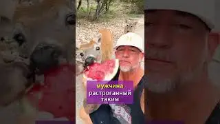 Мужчина освободил олененка, который застрял в заборе