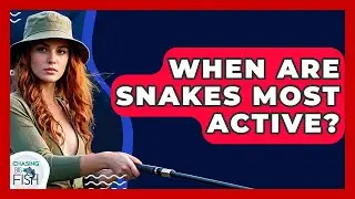 When Are Snakes Most Active? - Chasing Big Fish