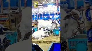 Cattle farming in Gadap Karachi animals