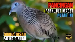 Perkutut Lokal Gacor Suara Kung Besar Paling DiCari - Pancingan Semua Burung Perkutut Agar Bunyi L27