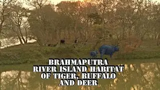 Brahmaputra river Island habitat of Tiger, buffalo and deer