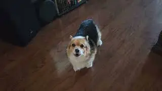 Howling Corgi